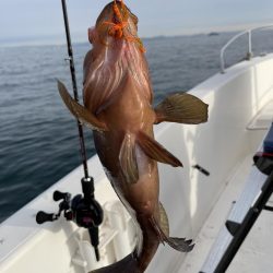 冬の播磨灘沖へタイラバ